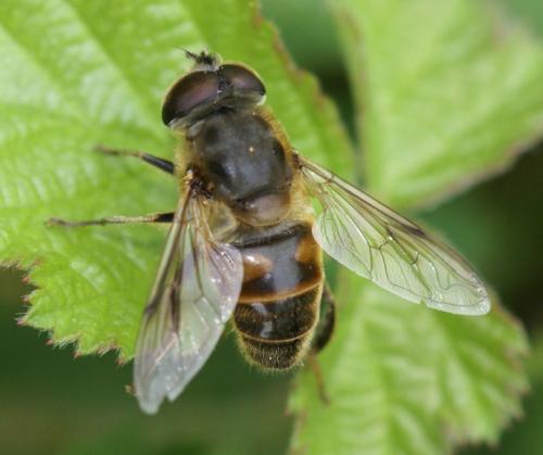 Eristalis tenax